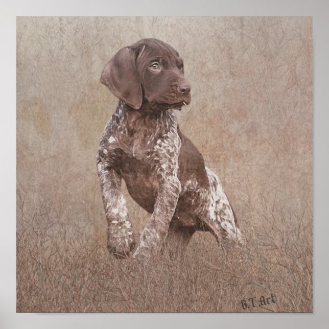Poster Chiot pointeur allemand (Devant)