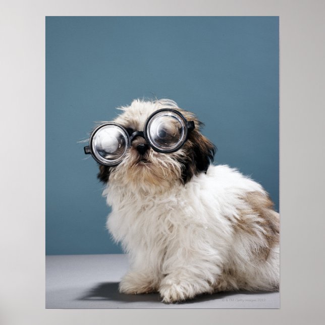 Poster Chiot portant des lunettes épaisses (Devant)