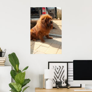 Poster chiot tibétain mastiff
