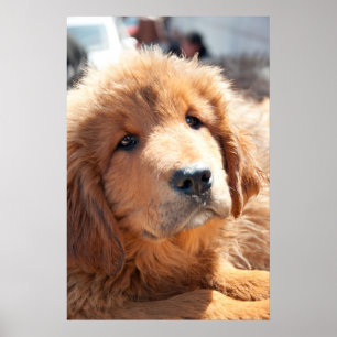 Poster chiot tibétain mastiff