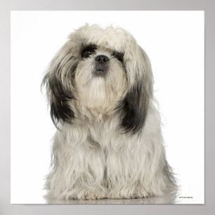 Poster Chiot Tibétain Terrier