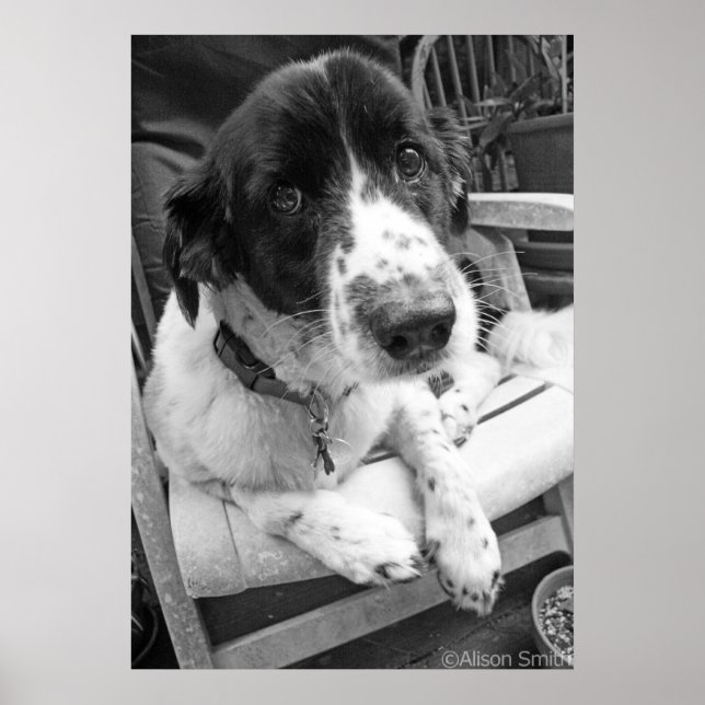 Poster Chiot triste (Devant)