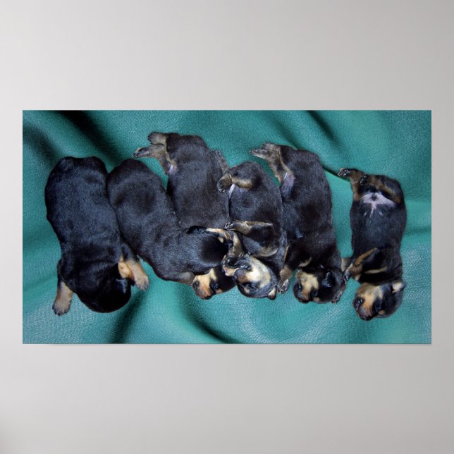 Poster chiots à tête blanche (Devant)
