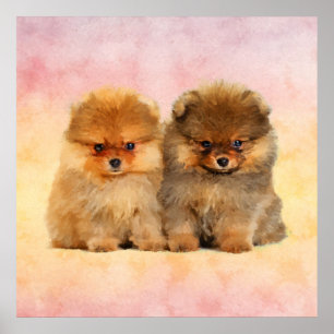 Poster Chiots allemands mignons de Spitz de Pomeranian