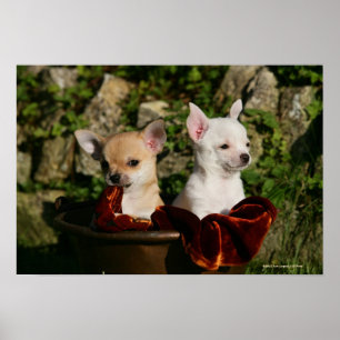 Poster Chiots de chiwawa