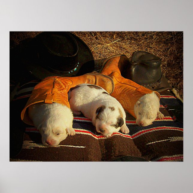 Poster Chiots de cowboy fatigués (Devant)