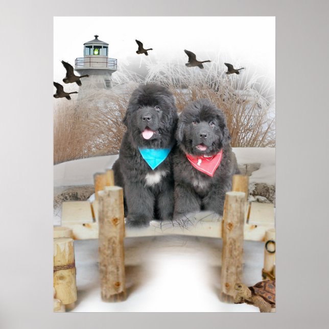 Poster Chiots de Terre-Neuve sur la plage (Devant)