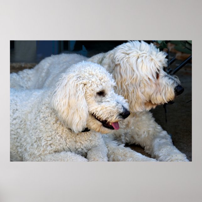 Poster Chiots Doodle d'or (Devant)