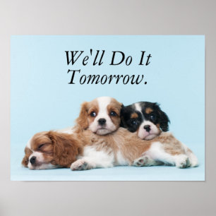 Poster Chiots espagnols Cavalier King Charles