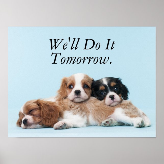 Poster Chiots espagnols Cavalier King Charles (Devant)