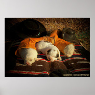 Poster Chiots fatigués de cowboy