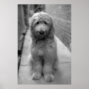 Poster Chiots Goldendoodle dans la cour arrière