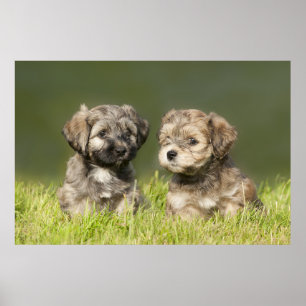 Poster Chiots havanais