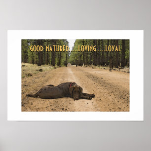 Poster Chiots Labrador Chocolat Sur Sentier Forestier Per