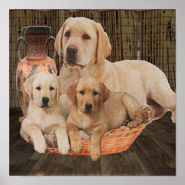 Poster chiots labrador mignons (Devant)