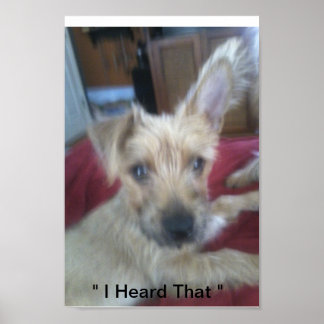 Poster chiots mignons