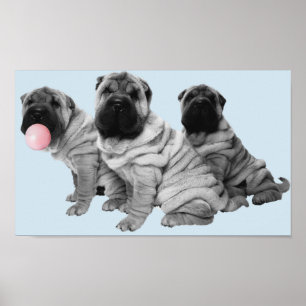 Poster Chiots Shar Pei Noir Blanc Bubble Gum Chien