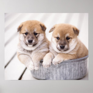 Poster Chiots Shiba Inu dans une baignoire en aluminium
