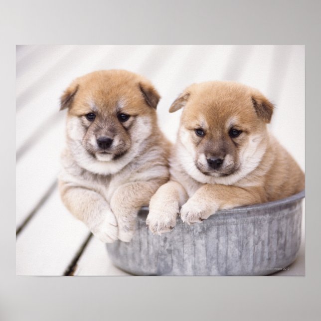 Poster Chiots Shiba Inu dans une baignoire en aluminium (Devant)