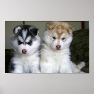 Poster Chiots sibériens Husky