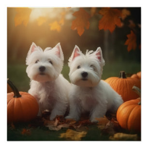 Poster Chiots Terrier West Highland White Pumpkin d'Autom