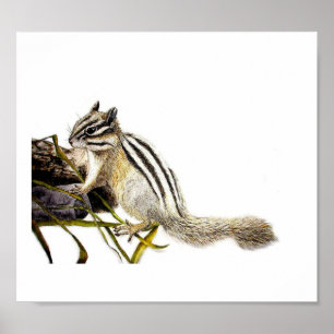 Poster Chipmunk