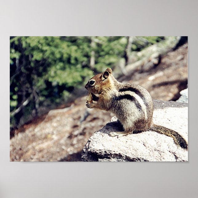 Poster Chipmunk (Devant)