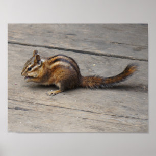 Poster Chipmunk