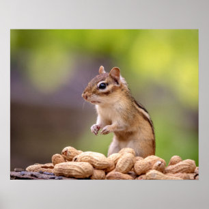 Poster Chipmunk aux cacahuètes