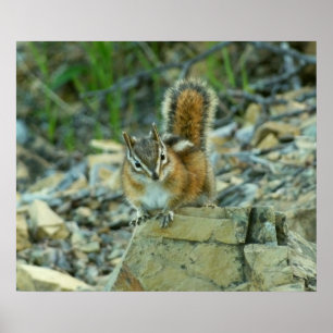 Poster Chipmunk dans le parc national des Glaciers