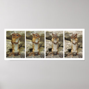 Poster Chipmunk debout