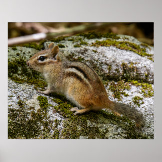 Poster Chipmunk on Patrol