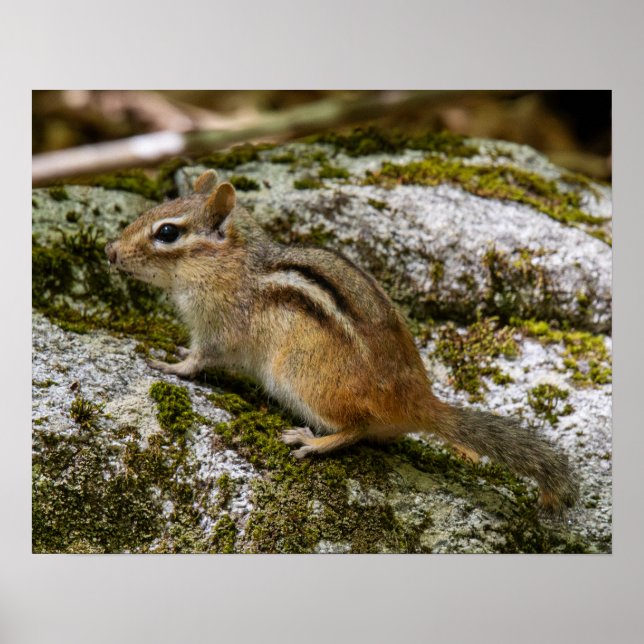 Poster Chipmunk on Patrol (Devant)