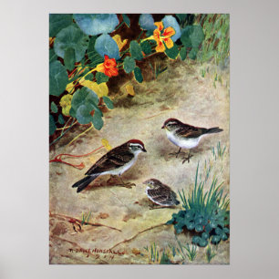 Poster Chipping Sparrow Family and Nasturtiums