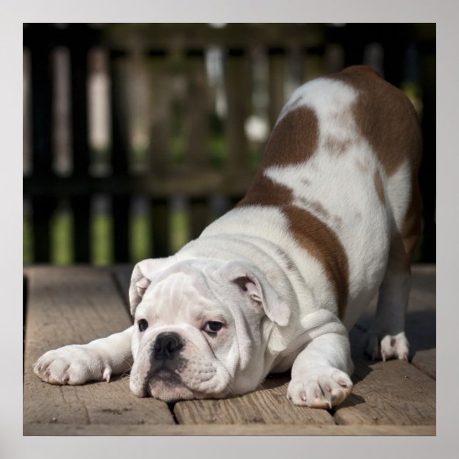 Poster Chippon anglais Bulldog (Devant)