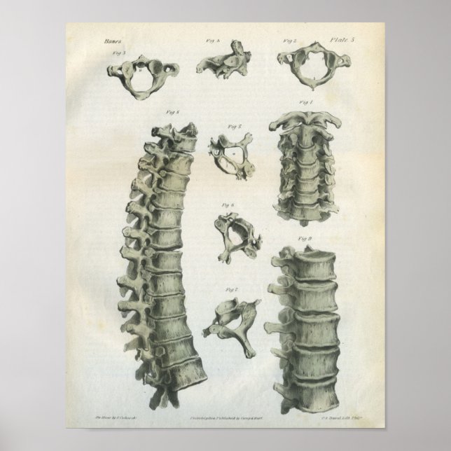 Poster Chiropratique de la colonne cervicale et thoraciqu (Devant)