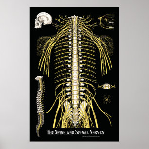Poster Chiropratique de la colonne vertébrale et des nerf