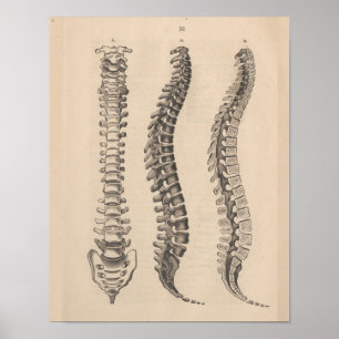 Poster Chiropratique de l'anatomie de la colonne vertébra