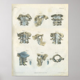 Poster Chiropratique de l'anatomie supérieure cervicale e