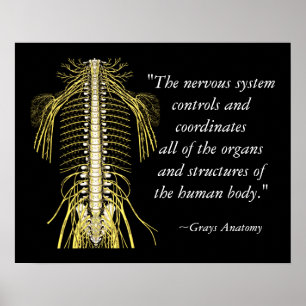 Poster Chiropratique Discours et citations Nerves