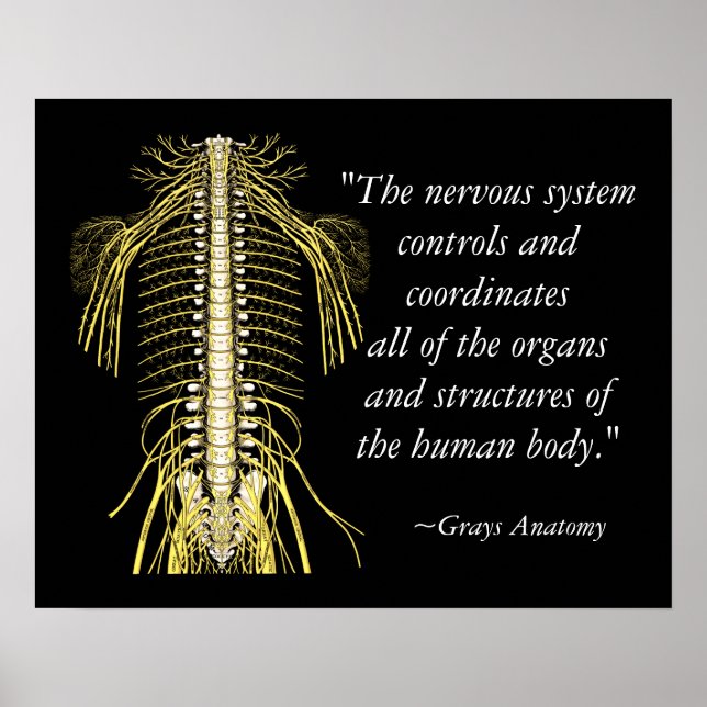 Poster Chiropratique Discours et citations Nerves (Devant)
