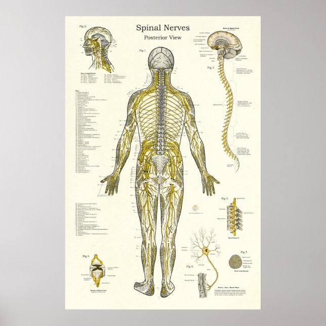 Poster Chiropratique Médicale de nerfs épineux (Devant)