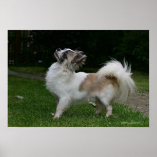 Poster Chiwawa aux cheveux longs regardant