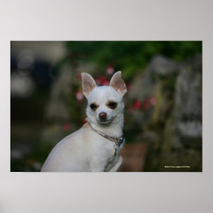 Poster Chiwawa blanc