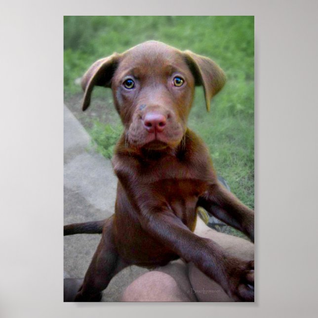Poster Chocalate Labrador Pittie Puppy Exploration (Devant)