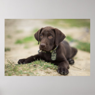 Poster Chocolat blanc