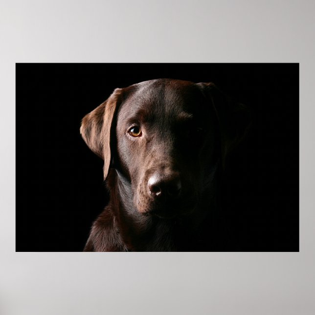 Poster Chocolat étonnant Labrador (Devant)