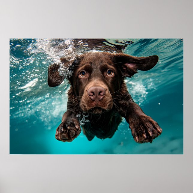 Poster Chocolat Joueur Labrador nage sous l'eau (Devant)