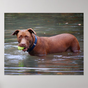 Poster Chocolat Lab Pit Mélanger Chien Avec Boule