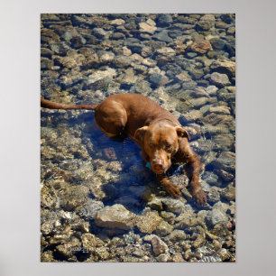 Poster Chocolat Lab Pit Mélanger Chien Sur Les Rochers